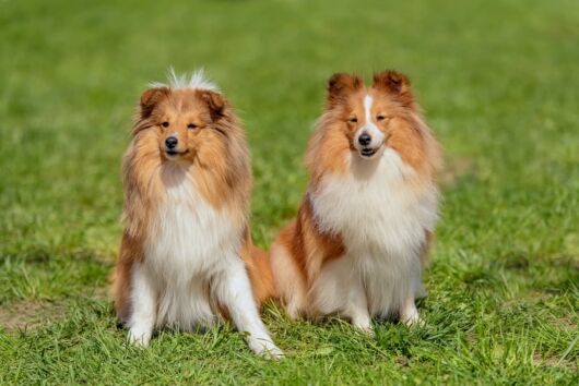 volition-pet-owners-10