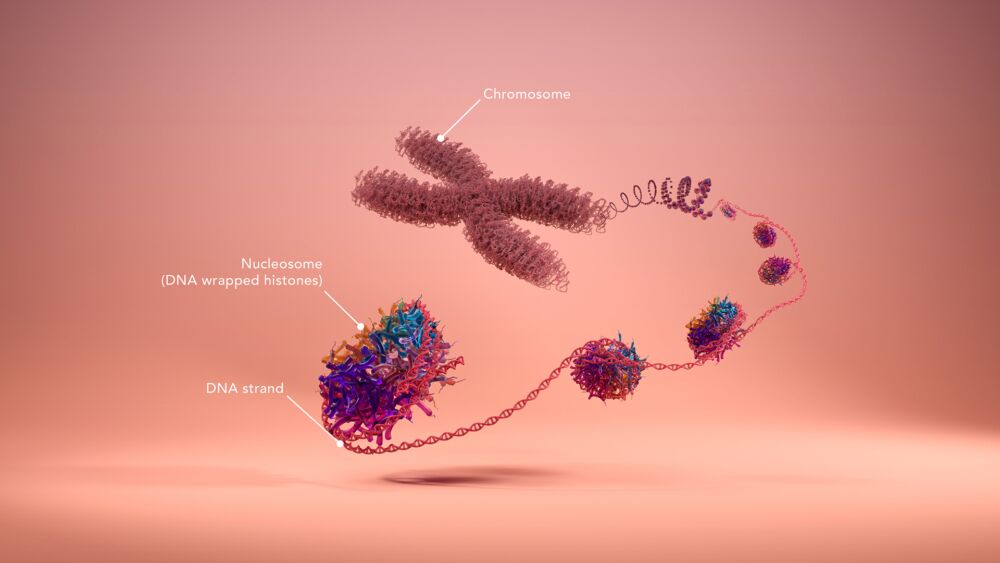 annotated nucleosome