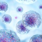 White blood cells with nucleus and granule . Transparency cell membrane . Medical and science concept background . 3D render .