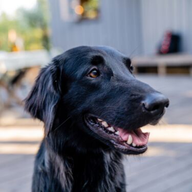 Portrait of a black flat coated retriever on a sunny summer day.