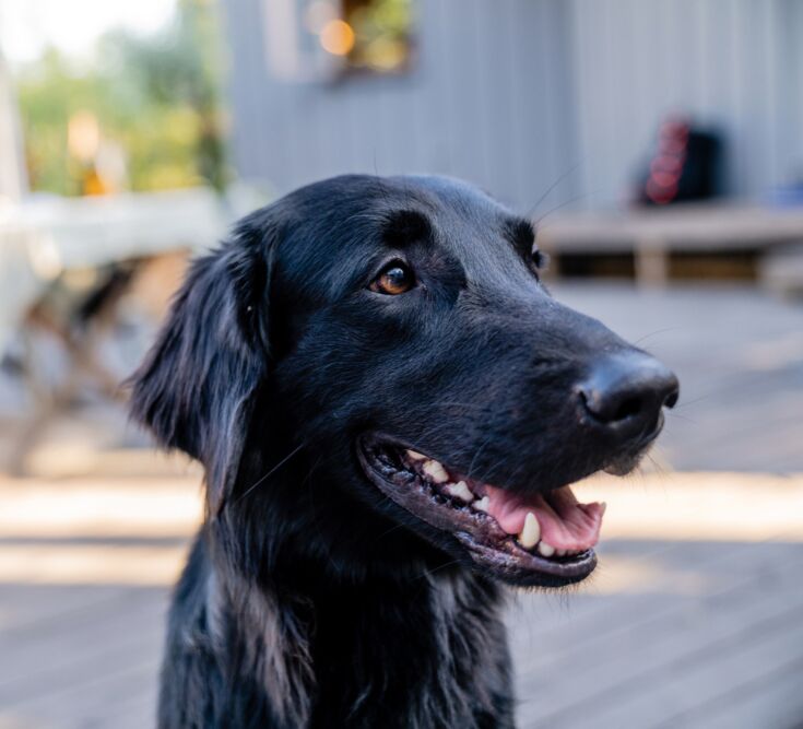 Portrait of a black flat coated retriever on a sunny summer day.