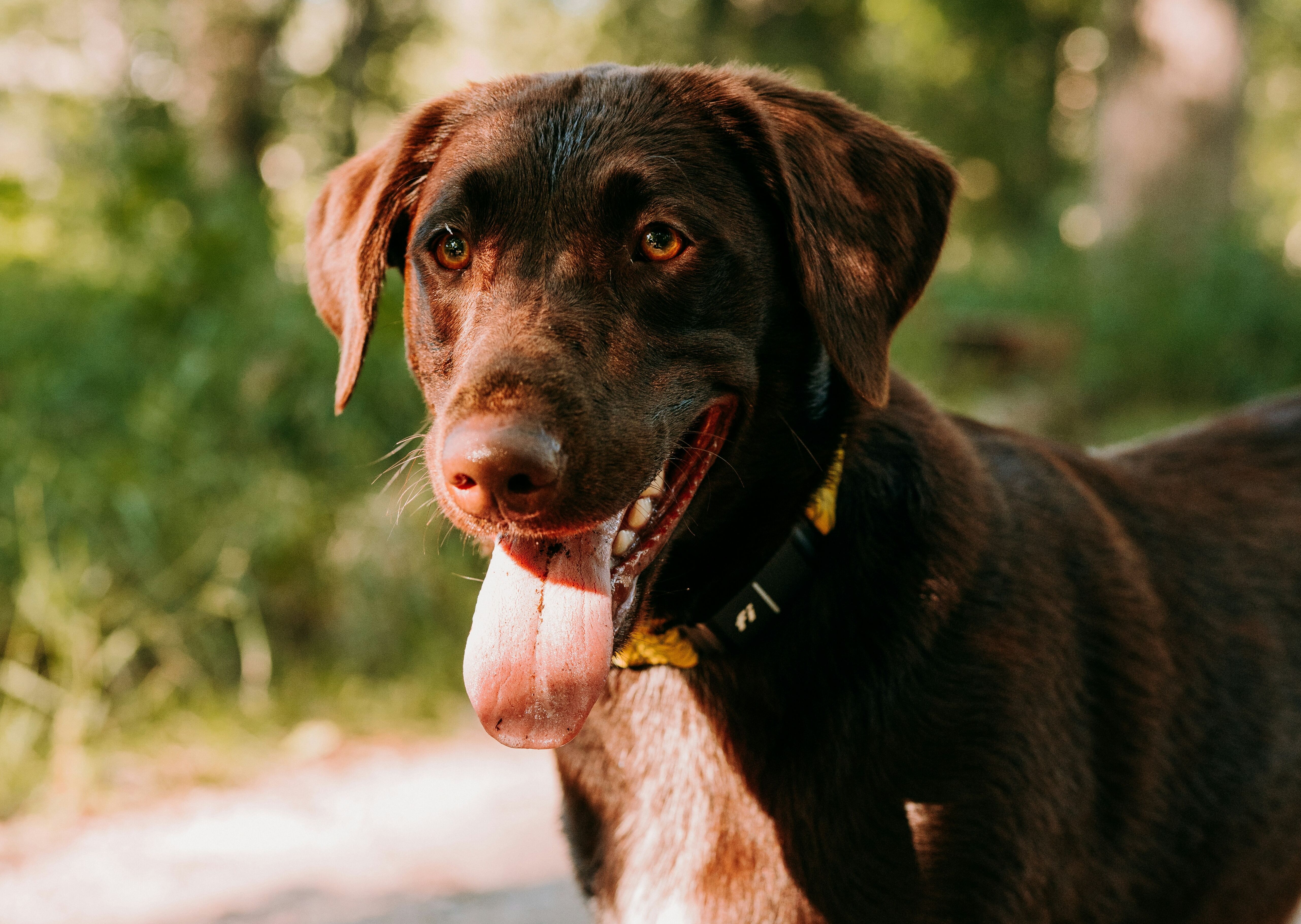 Labrador2