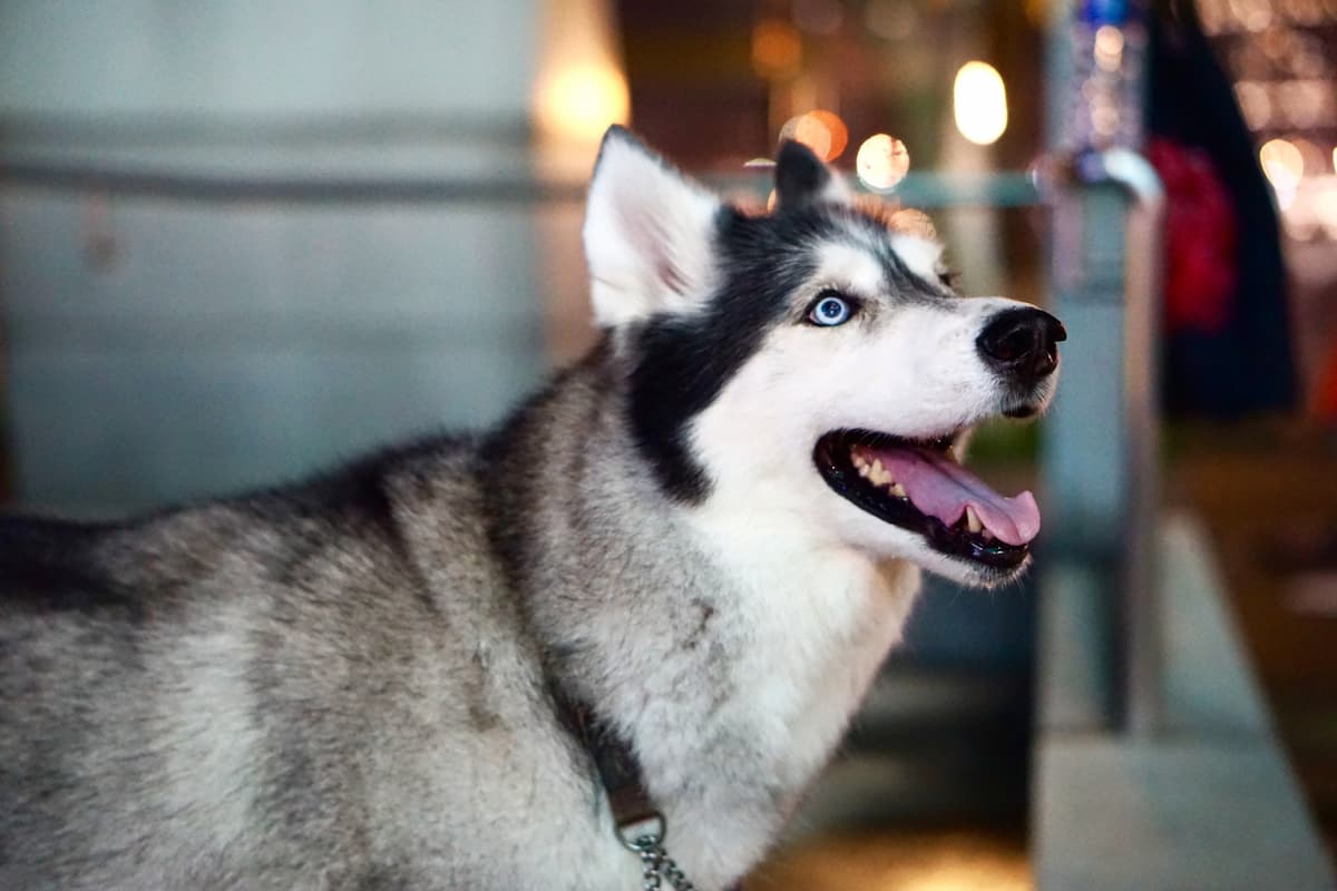volition-pet-owners-8
