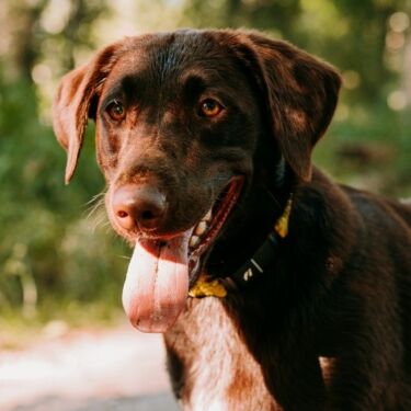 Labrador2
