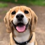 volition-pet-owners-7