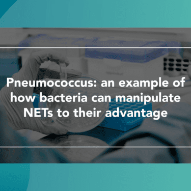 Web Thumbnail Pneumococcus an example of how bacteria can manipulate NETs to their advantage