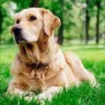 retriever