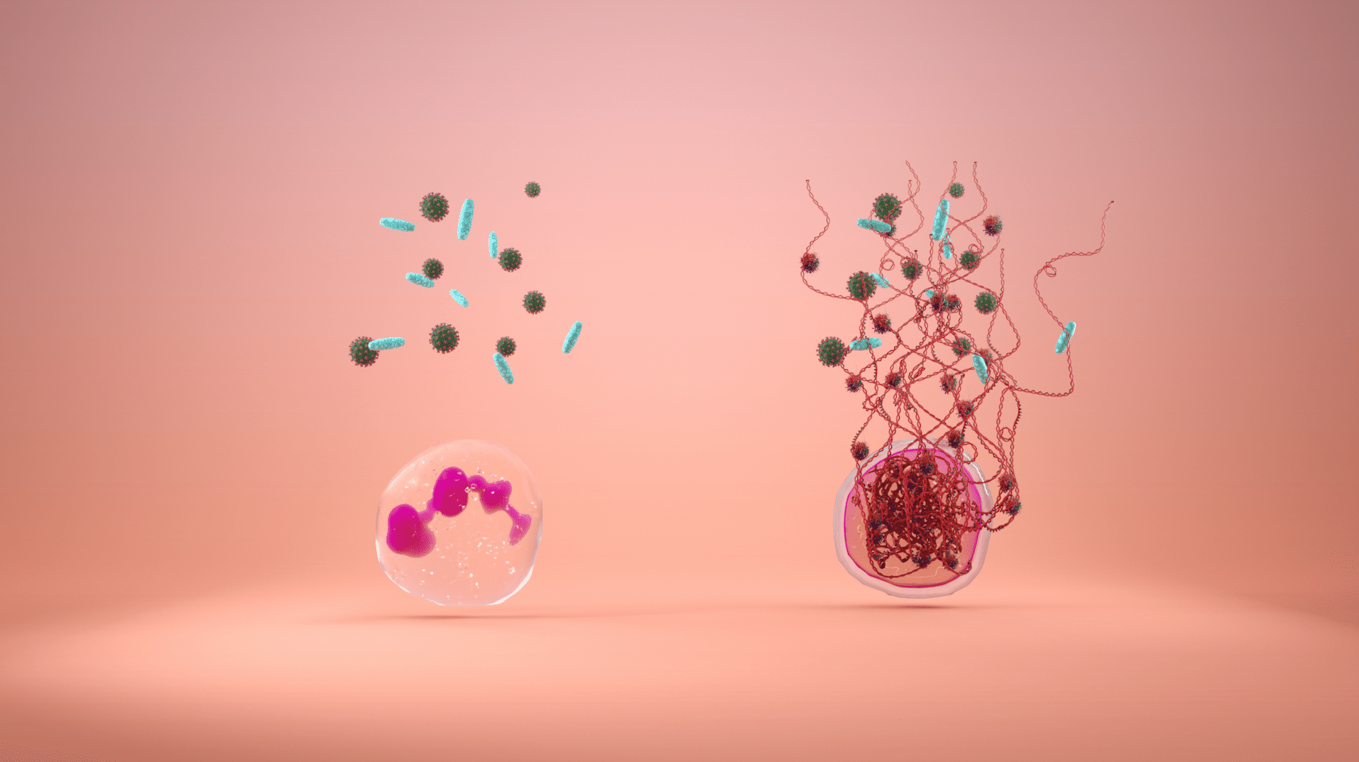 Netosis illustration