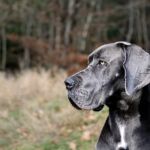 volition-pet-owners-11