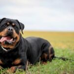 volition-pet-owners-4