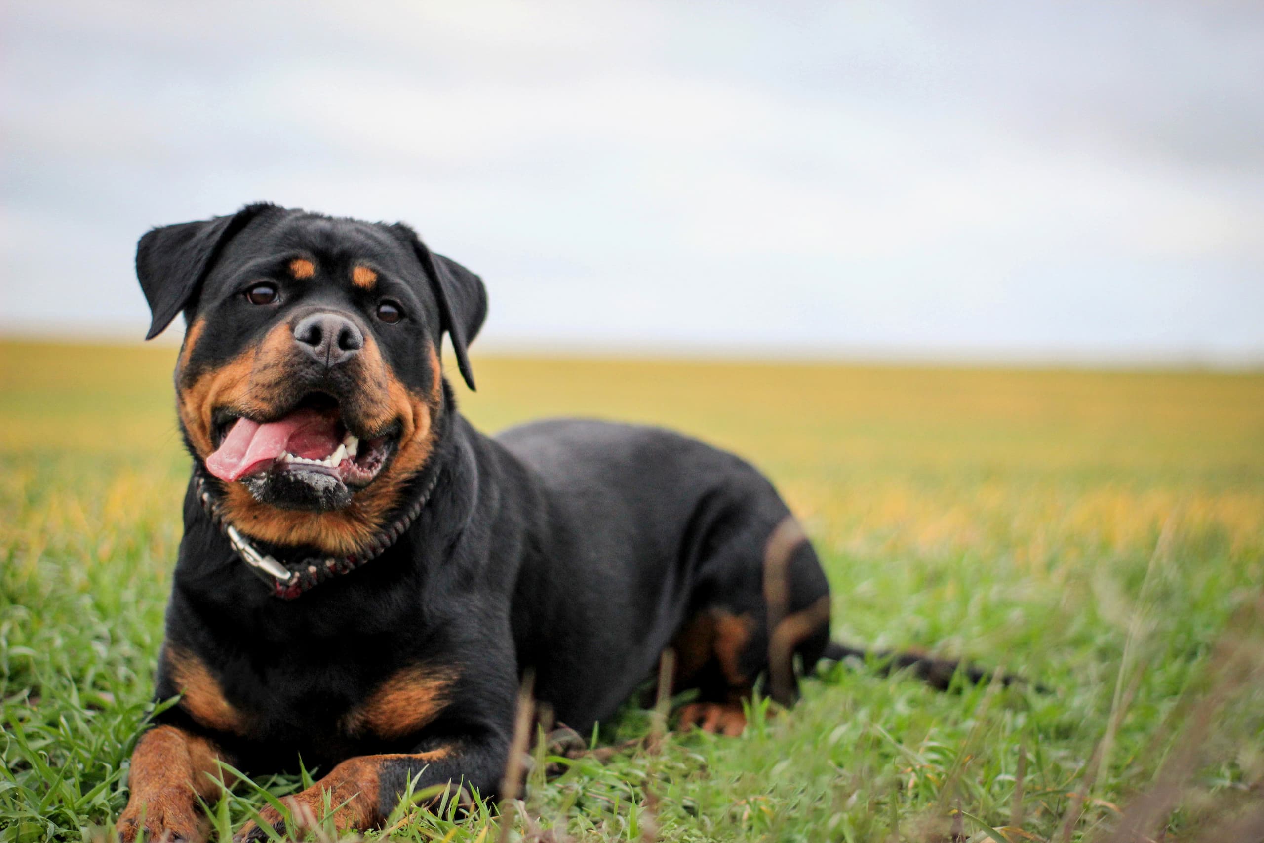 volition-pet-owners-4