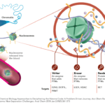 Epigenetic-Masters-Print_RGB_FULL