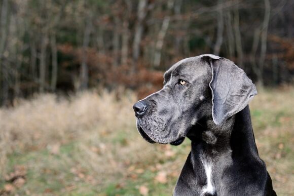 Great Dane - pixabay