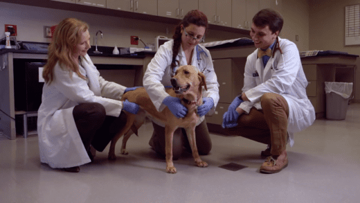 Three veterinarians in white lab coats and blue gloves are examining a light brown dog in a veterinary clinic. The dog is standing and looks happy, while the veterinarians, two women and one man, are crouched down, smiling and gently checking the dog's health.