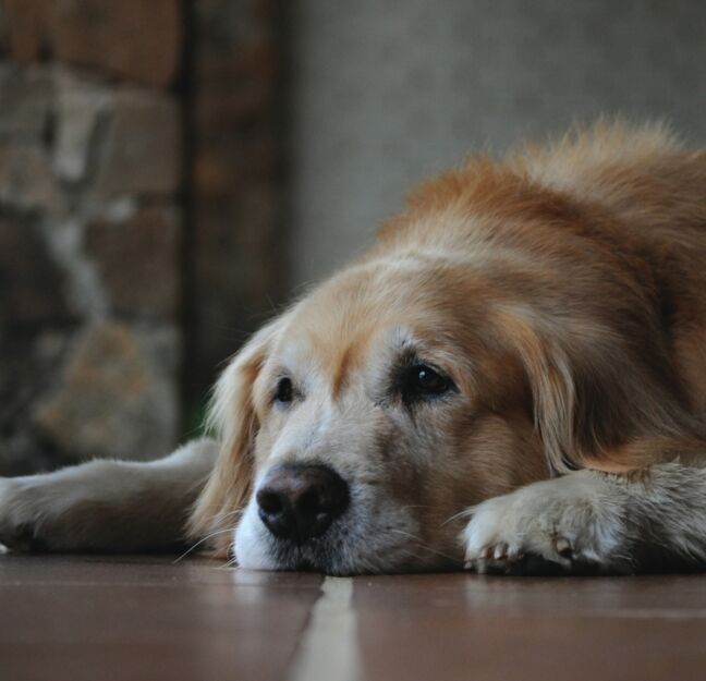 RETRIE~2