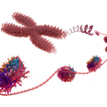 Volition_Nucleosome_Illustration_Cut_Out
