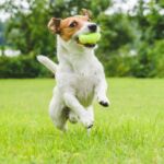 terrier with tennis ball
