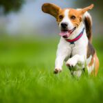 Beagle dog running on a meadow