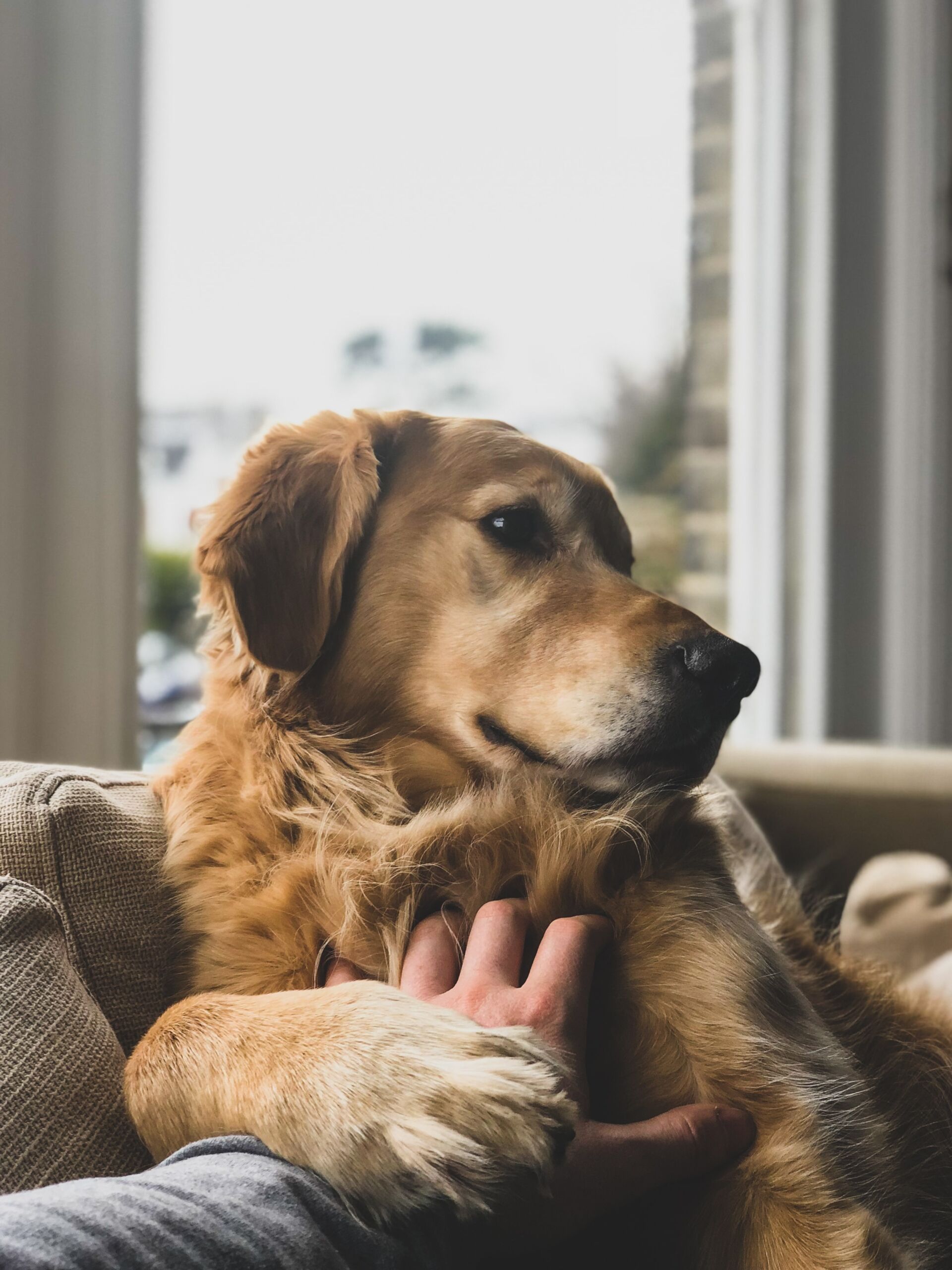 Retriever - jack-brind-rmvG_oHzCNA-unsplash