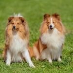 volition-pet-owners-10