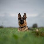 volition-pet-owners-6