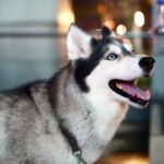 volition-pet-owners-8