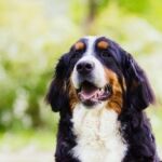 volition-pet-owners-9