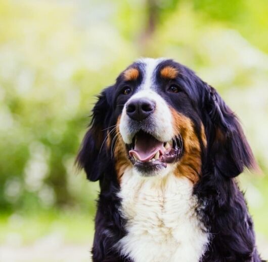 volition-pet-owners-9