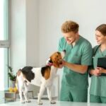 volition-veterinarians-3
