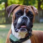 Boxer Image