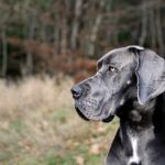 Great Dane - pixabay