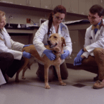 Three veterinarians in white lab coats and blue gloves are examining a light brown dog in a veterinary clinic. The dog is standing and looks happy, while the veterinarians, two women and one man, are crouched down, smiling and gently checking the dog's health.