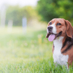 Larger beagle image
