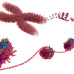 Nucleosome transparent resized