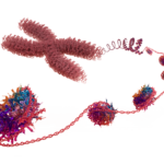 Volition_Nucleosome_Illustration_Cut_Out