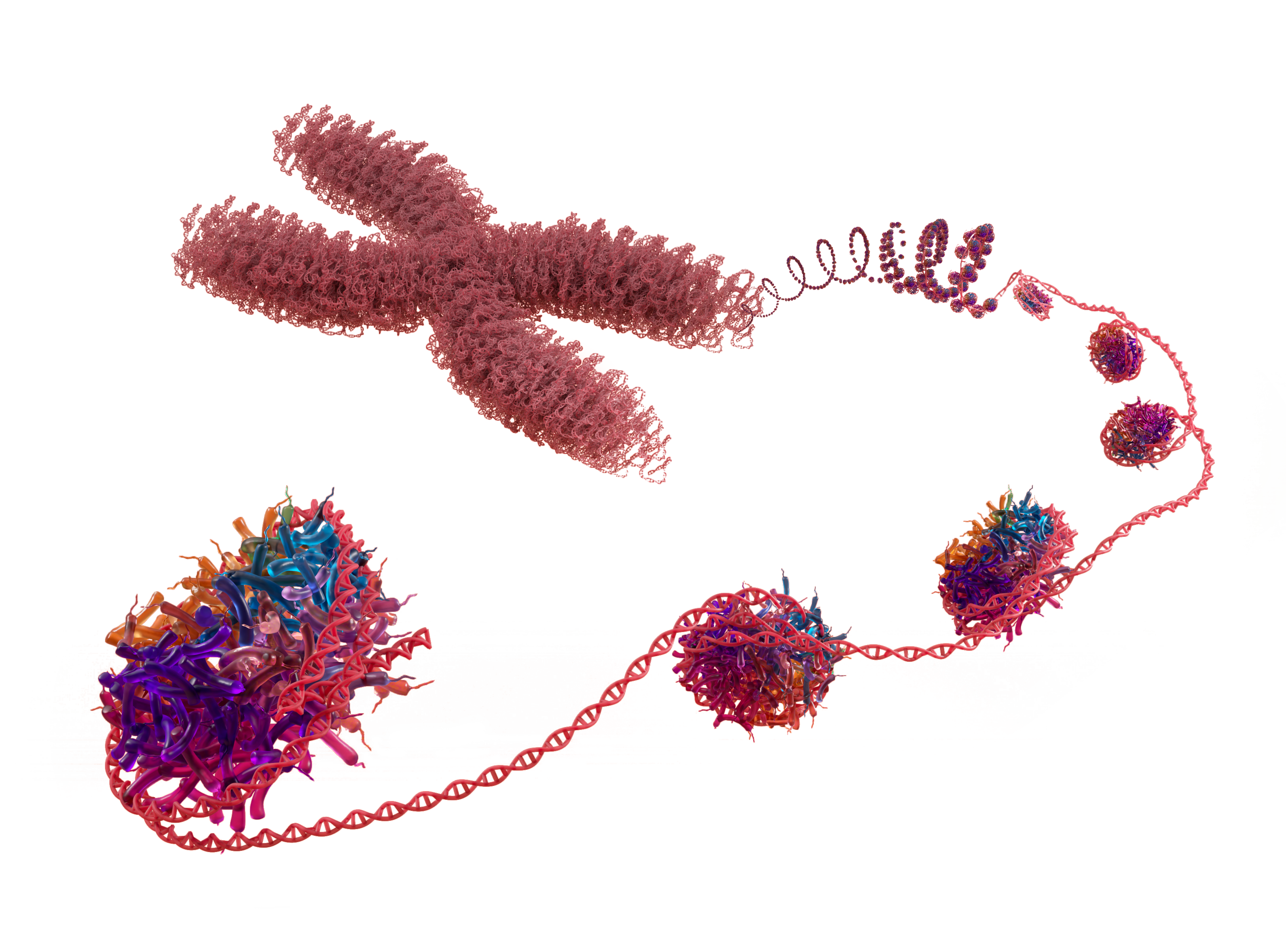 Volition_Nucleosome_Illustration_Cut_Out