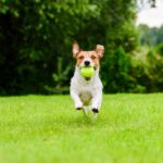 Happy dog actively playing fetch game outdoor on sunny day