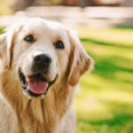 Loyal Golden Retriever Dog Sitting on a Green Backyard Lawn, Looks at Camera. Top Quality Dog Breed Pedigree Specimen Shows it's Smartness, Cuteness, and Noble Beauty. Colorful Portrait Shot
