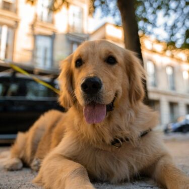 Golden retriever 2
