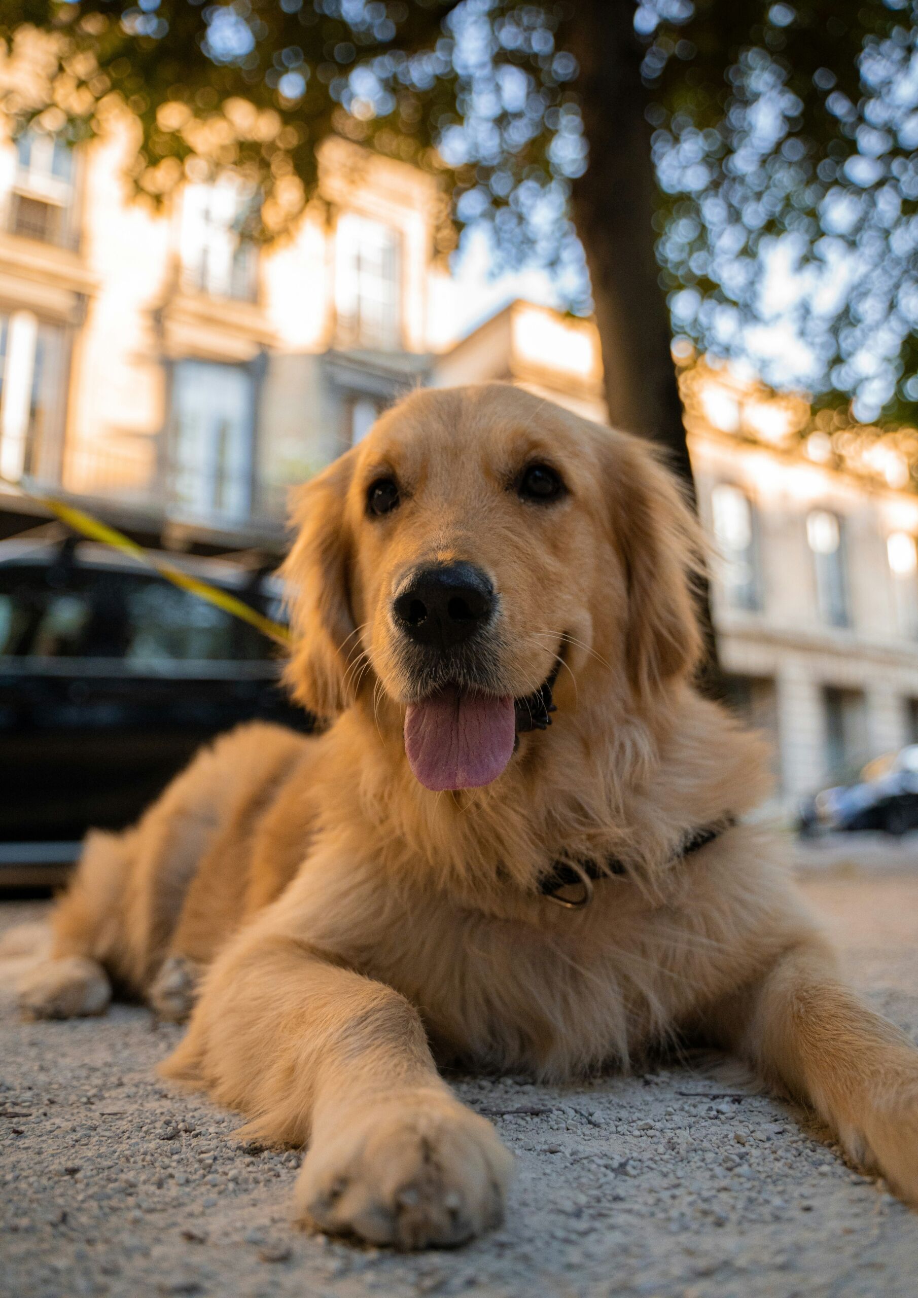 Golden retriever 2