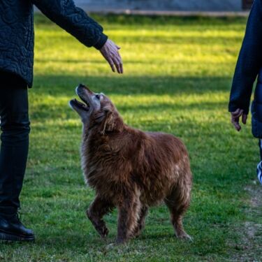 Golden retriever 7