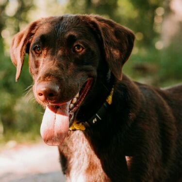 Labrador2