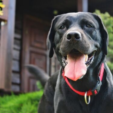 black lab4