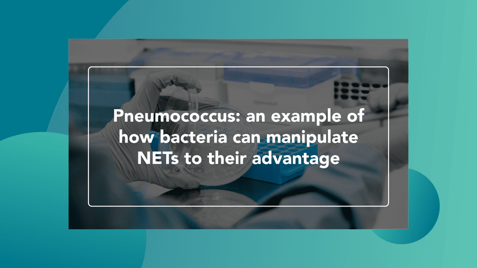 Web Thumbnail Pneumococcus an example of how bacteria can manipulate NETs to their advantage