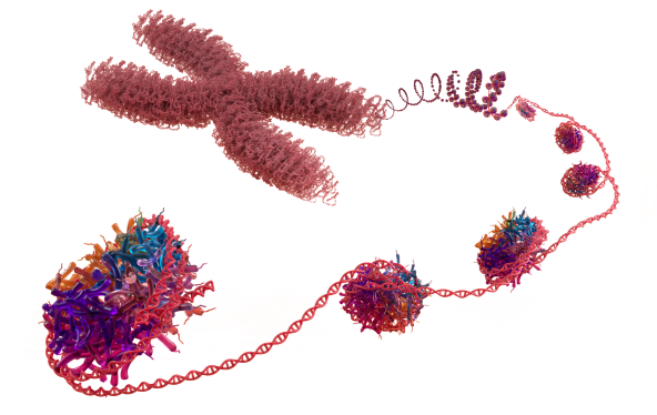 Nucleosome transparent resized