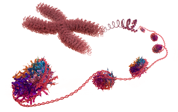 Nucleosome transparent resized